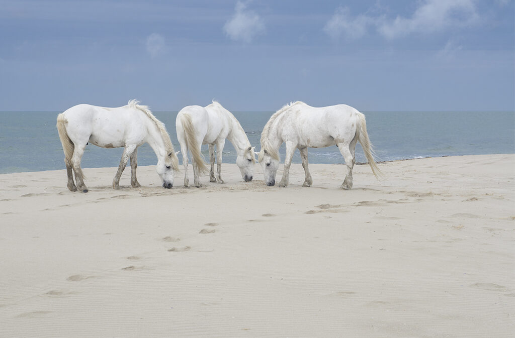 Three Camargue horses on the beach in the South of France