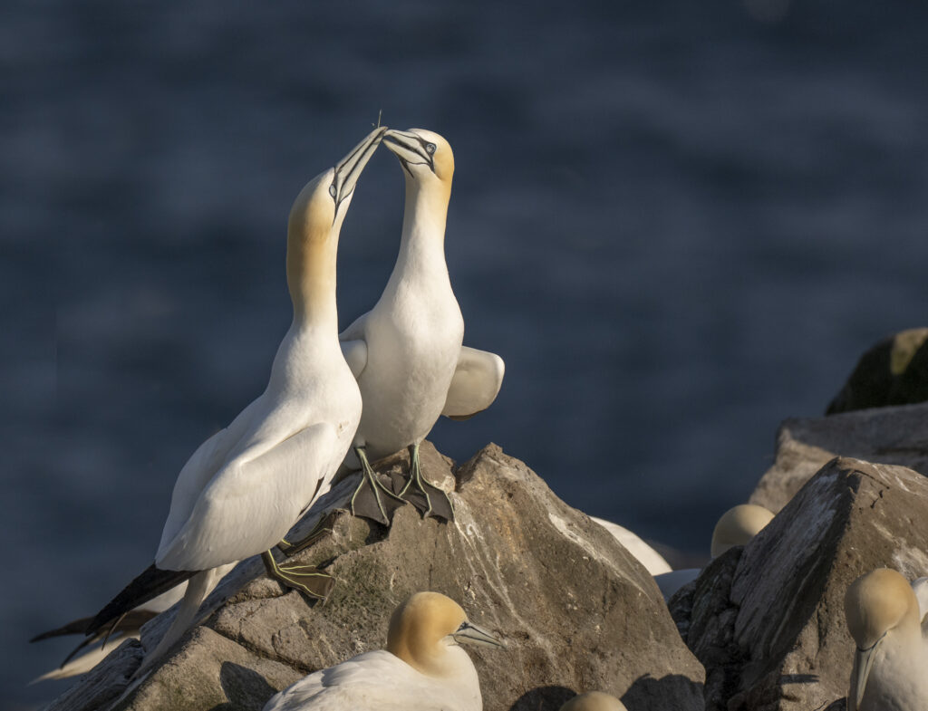 Northern Gannet beaking behavior