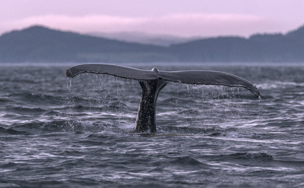 A Humpback whale tail in Newfoundland