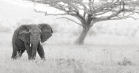 Elephant on the African savannah
