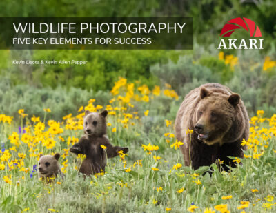 Wildlife Photography-Five Key Elements for Success eBook