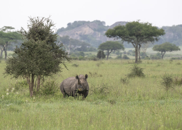 Rhino in Tanzania
