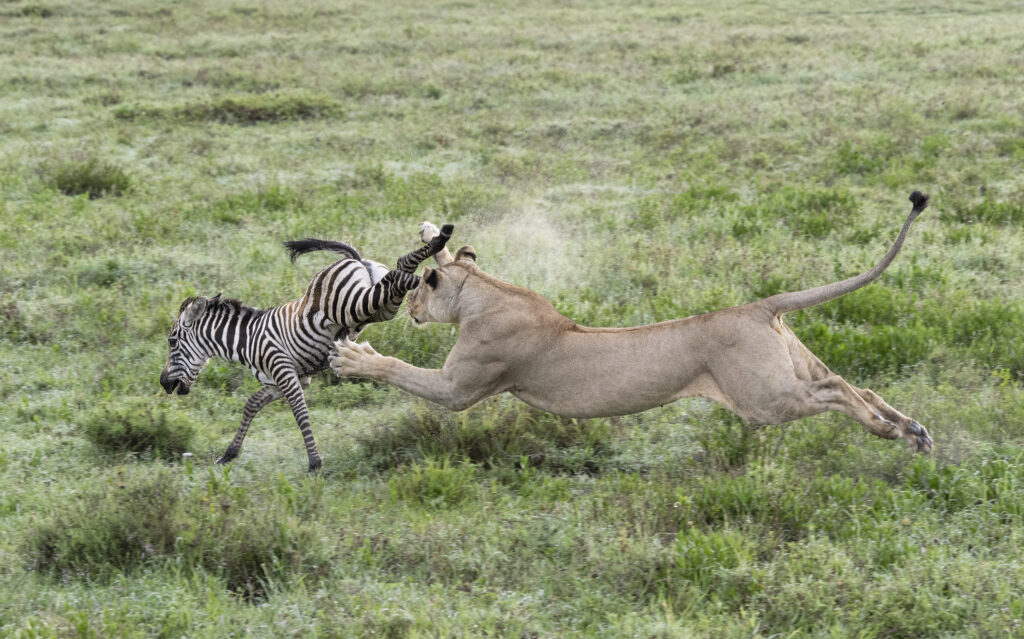 Lioness chasing Zebra
