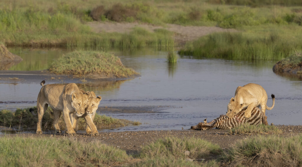Lioness and cubs hunting
