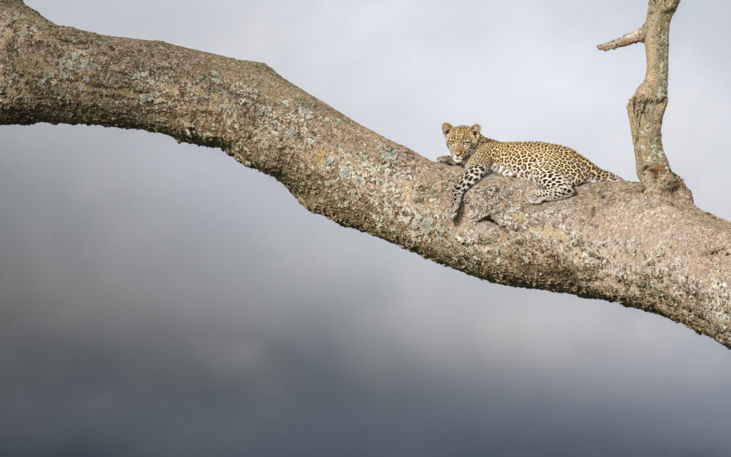 Leopard in a tree