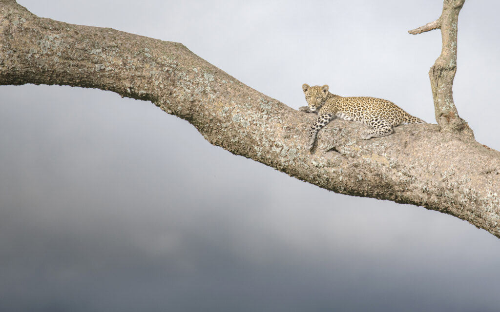 Leopard in a tree near Namiri