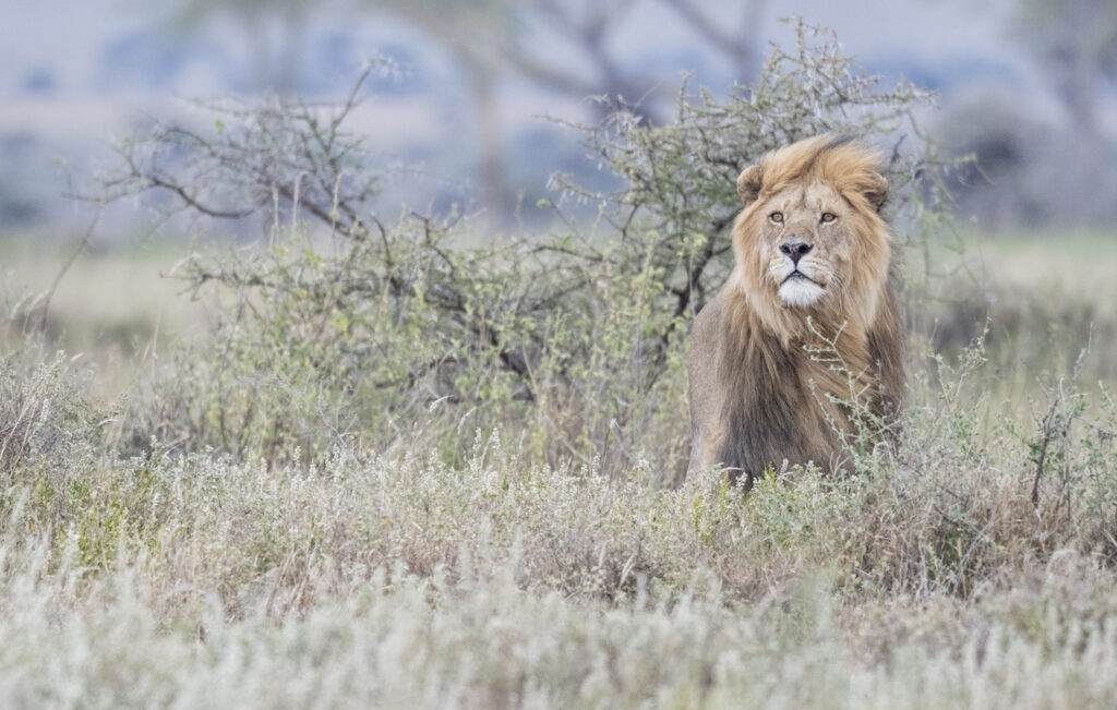 Male Lion in Namiri area