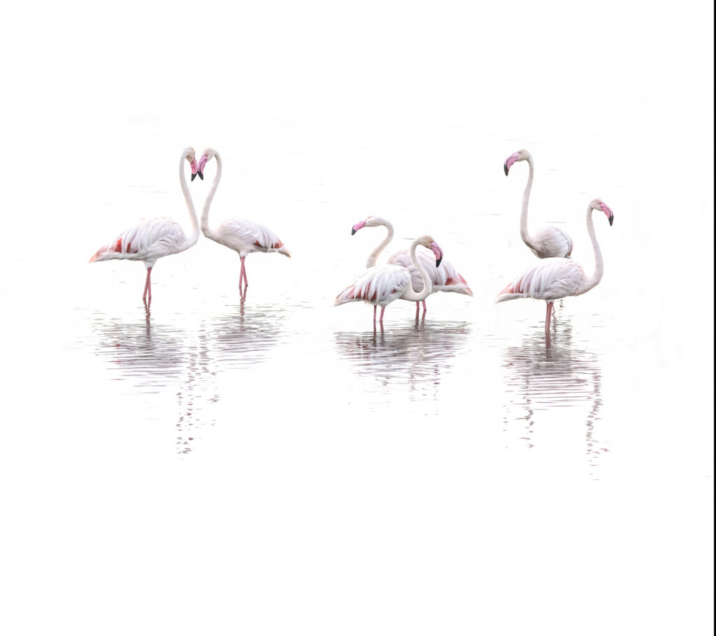 High key Flamingos in Ndutu