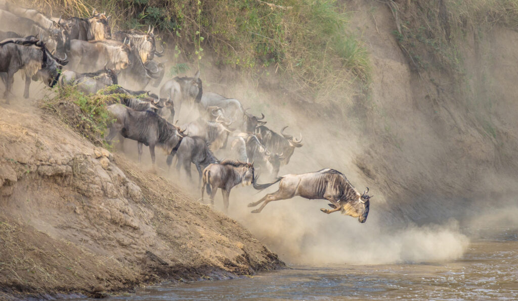 Mara River Crossing
