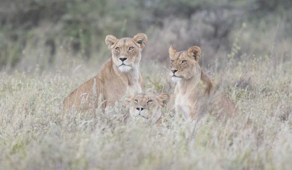 Three female lions in tall grass