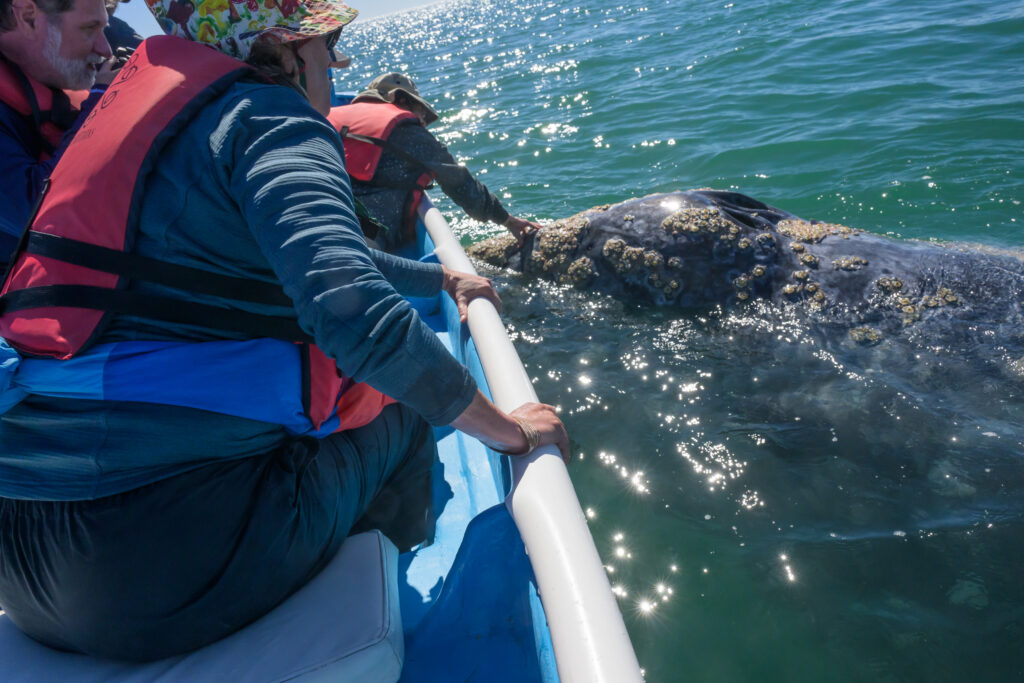 Gray whale approaches boat