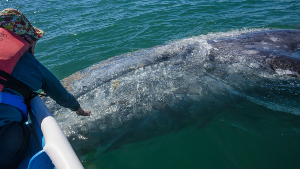 Gray whale approaches boat