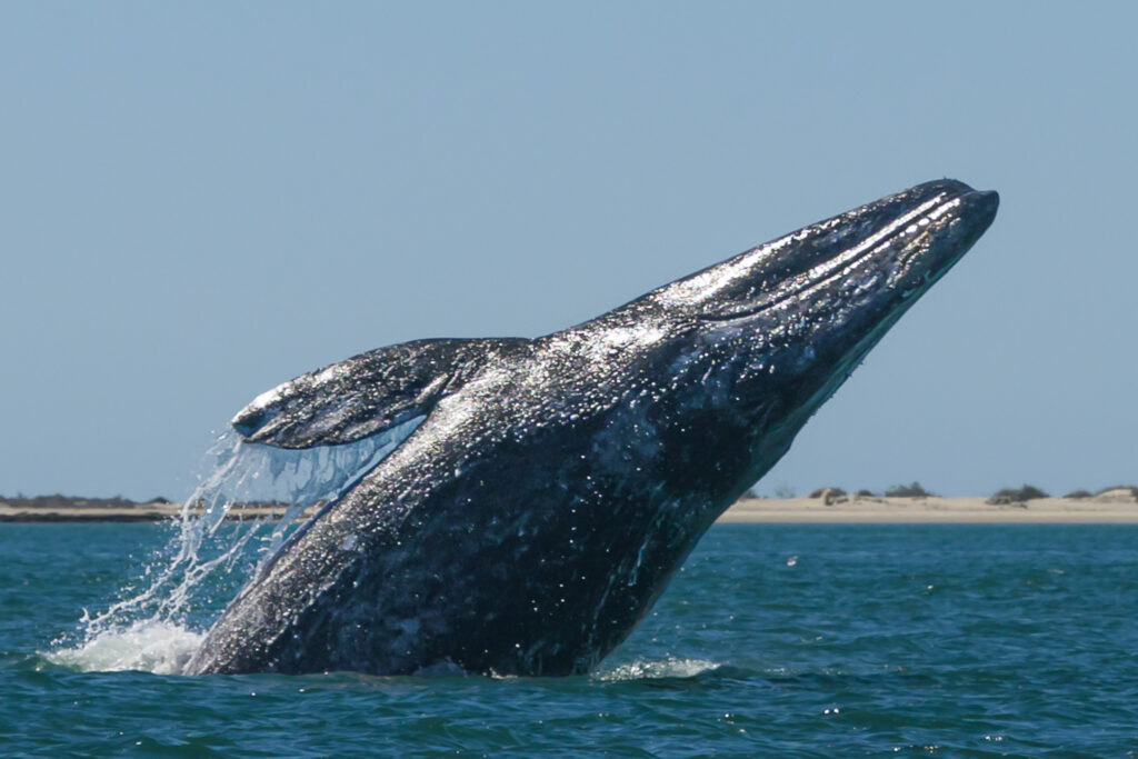 Gray whale breeching