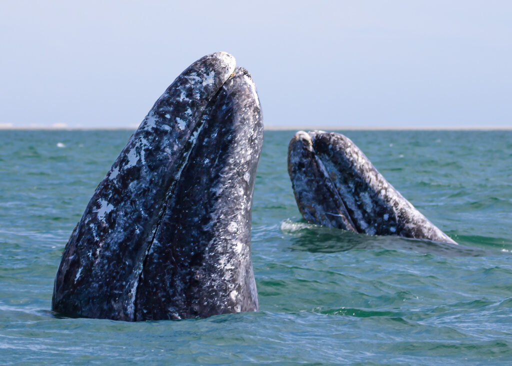 Gray whales spyhopping