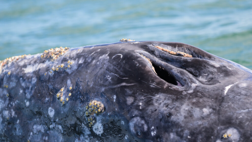 Gray whale blowhole with whale lice and barnacles