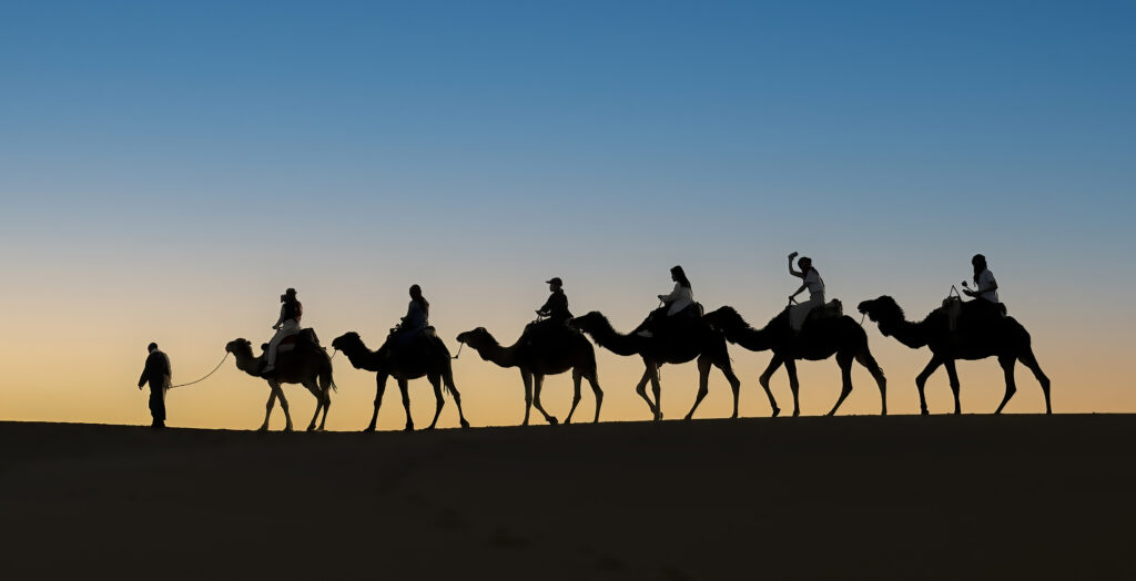 Camel train in the Saharan desert