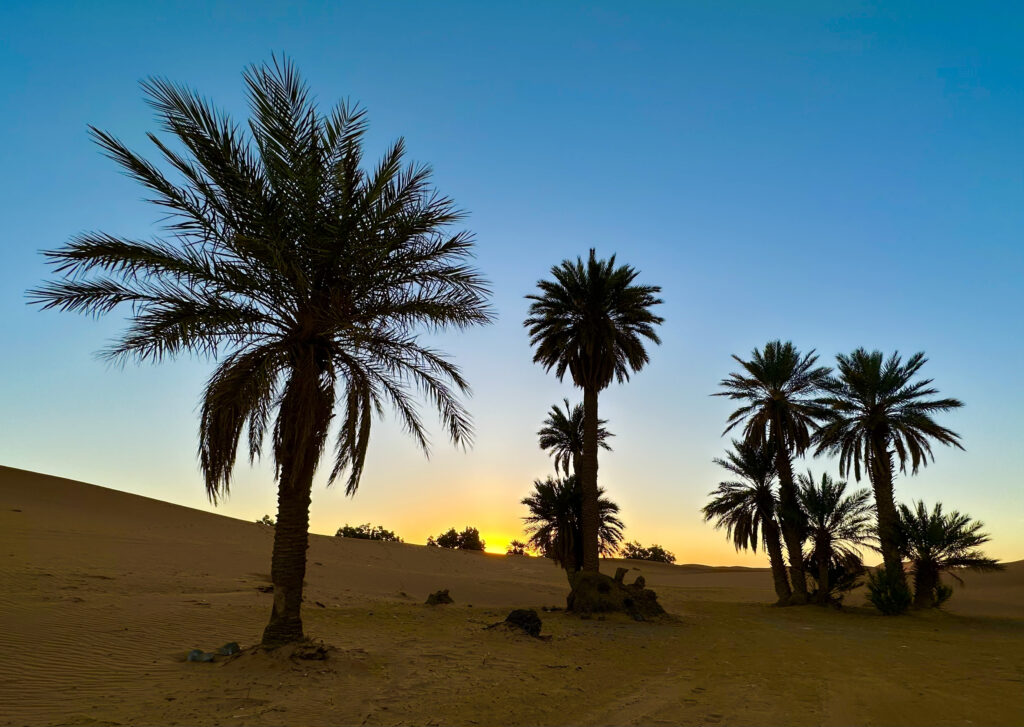 Palm trees in the Saharan desert