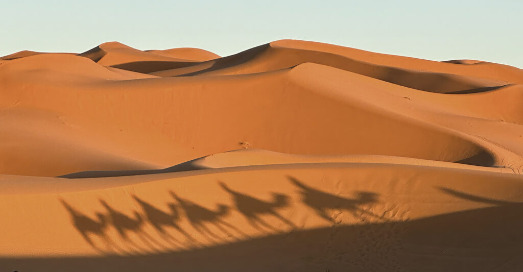 Camel shadows on the sand dunes of the Sahara