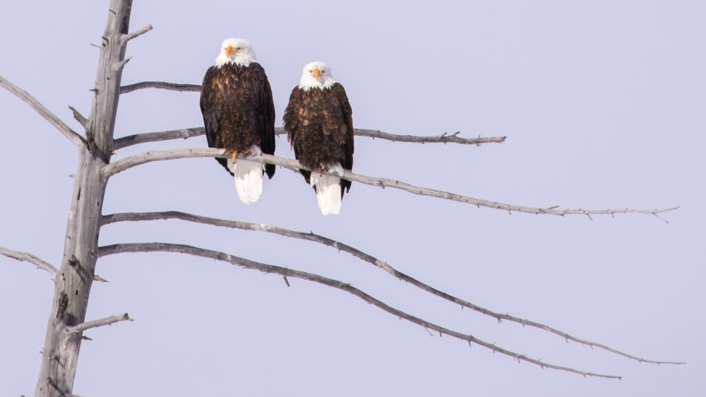 Two Bald Eagles in Yellowstone National Park