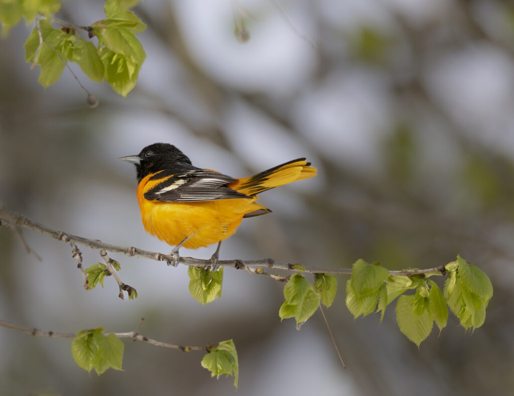 Baltimore Oriole at Pelee