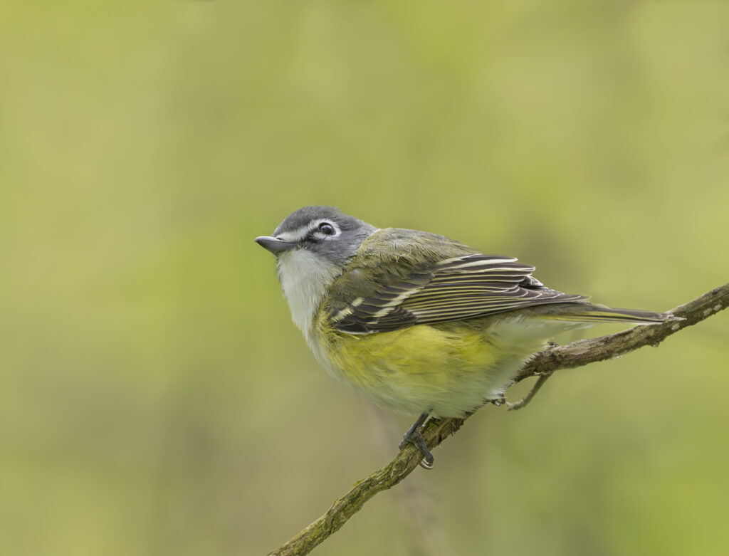 Blue-headed Vireo