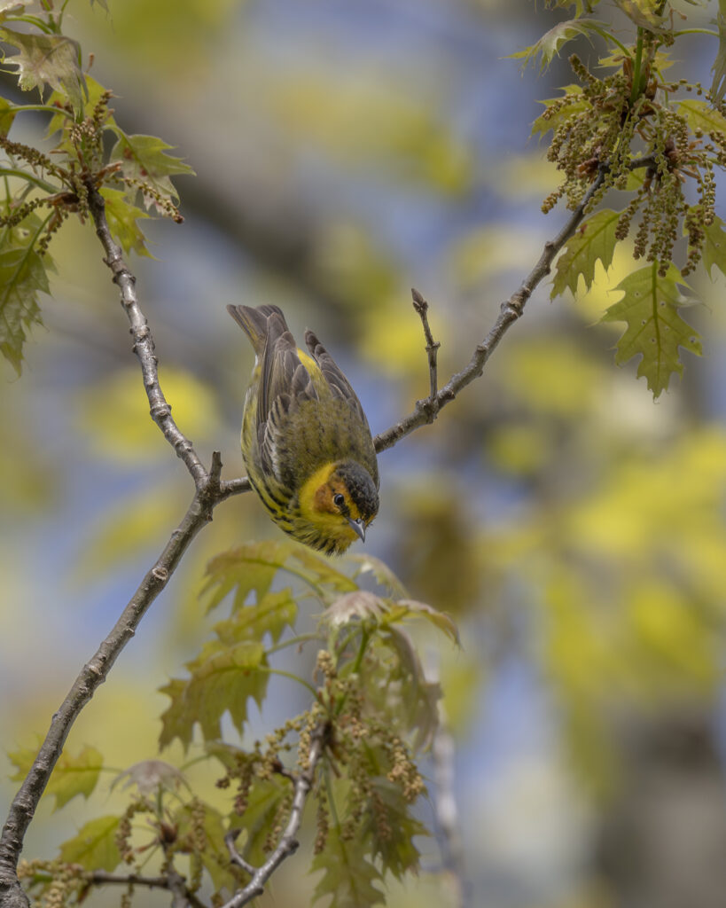 Cape May Warbler in Pelee