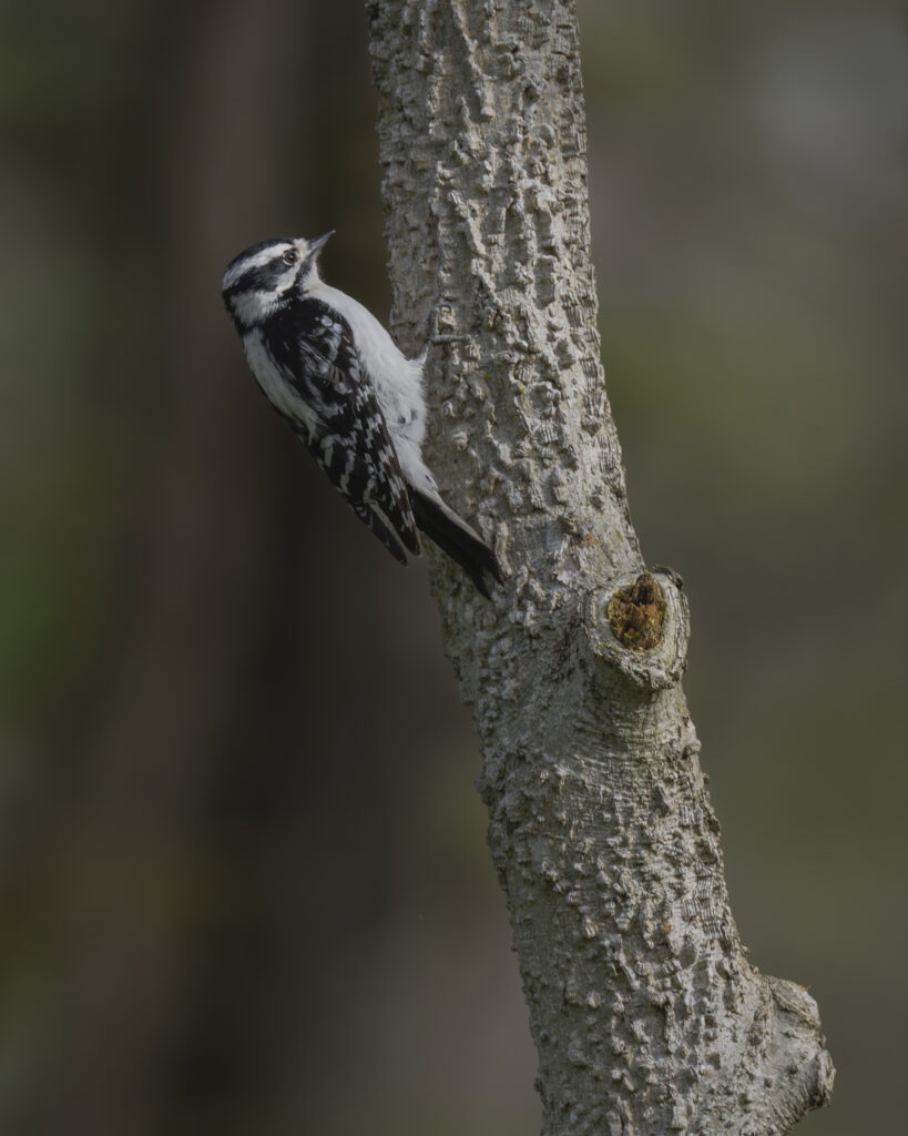 Downy woodpecker at Pelee