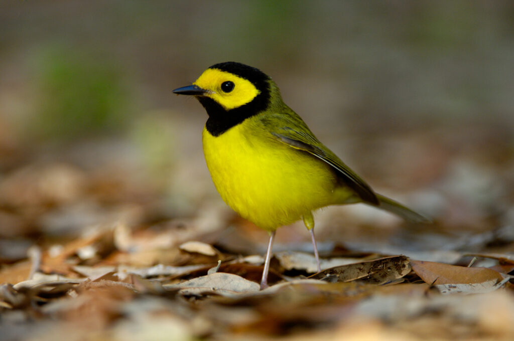 Hooded Warbler, Wilsonia citrina