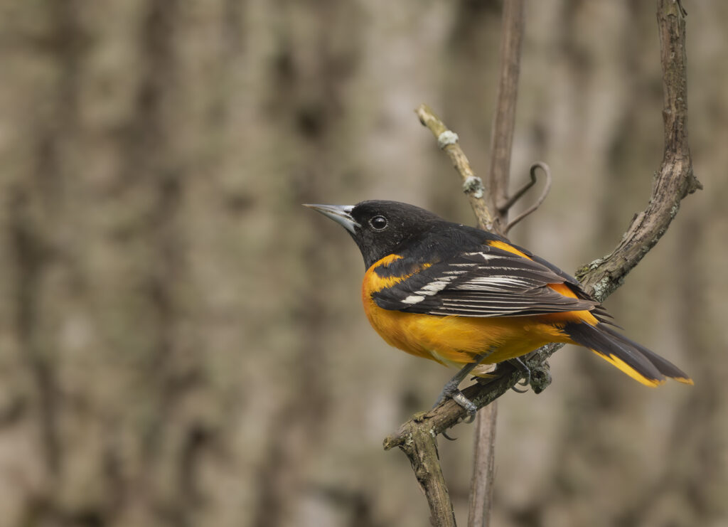 Baltimore Oriole