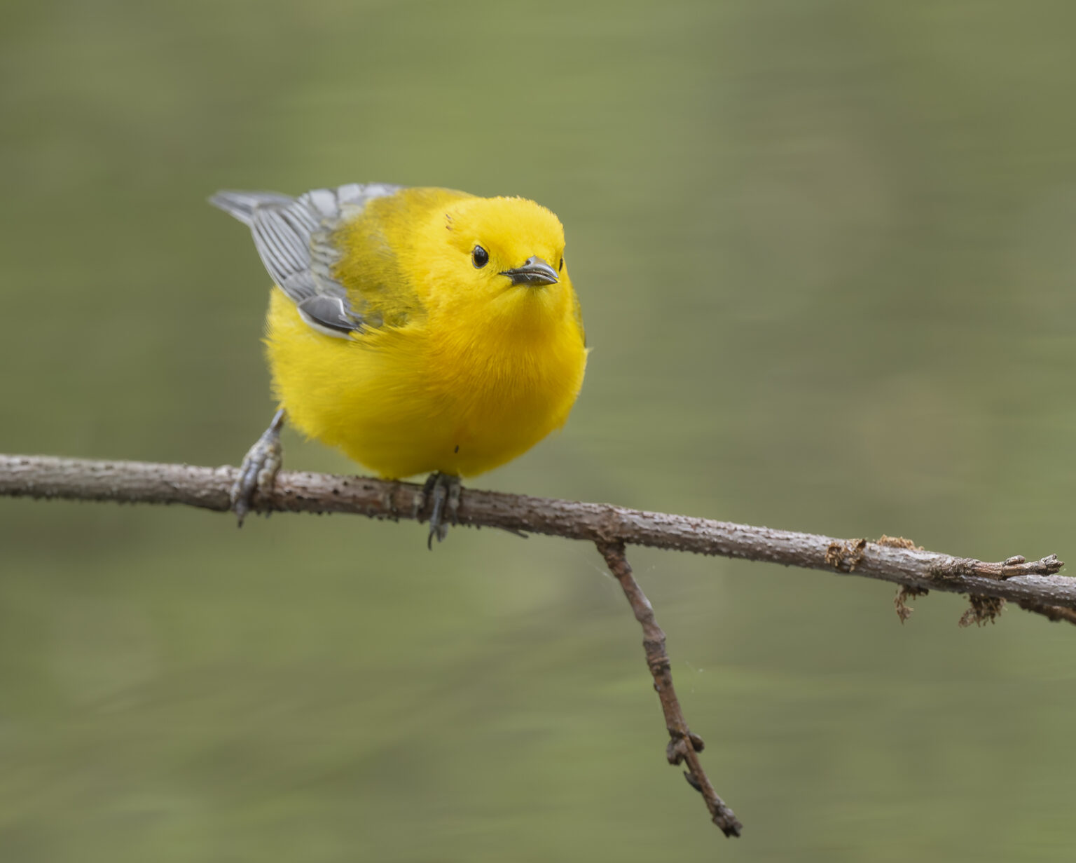 Prothonotary Warbler in Point Pelee marsh