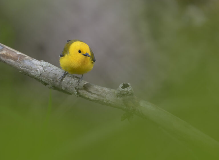 Point Pelee Prothonotary Warbler