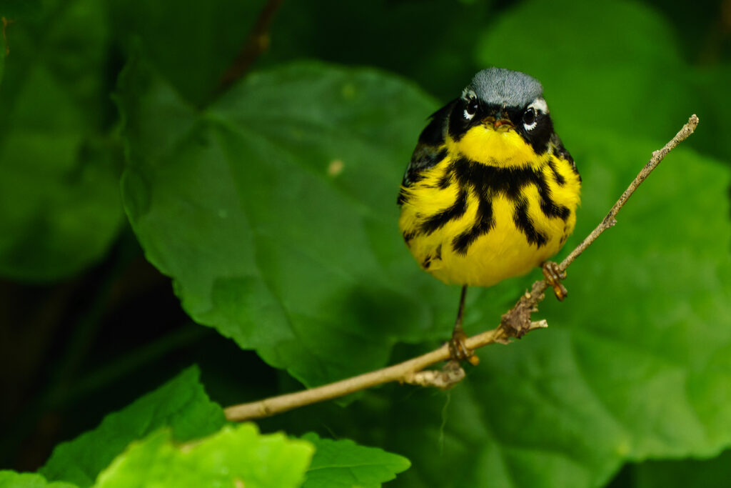 Magnolia Warbler, Setophaga magnolia