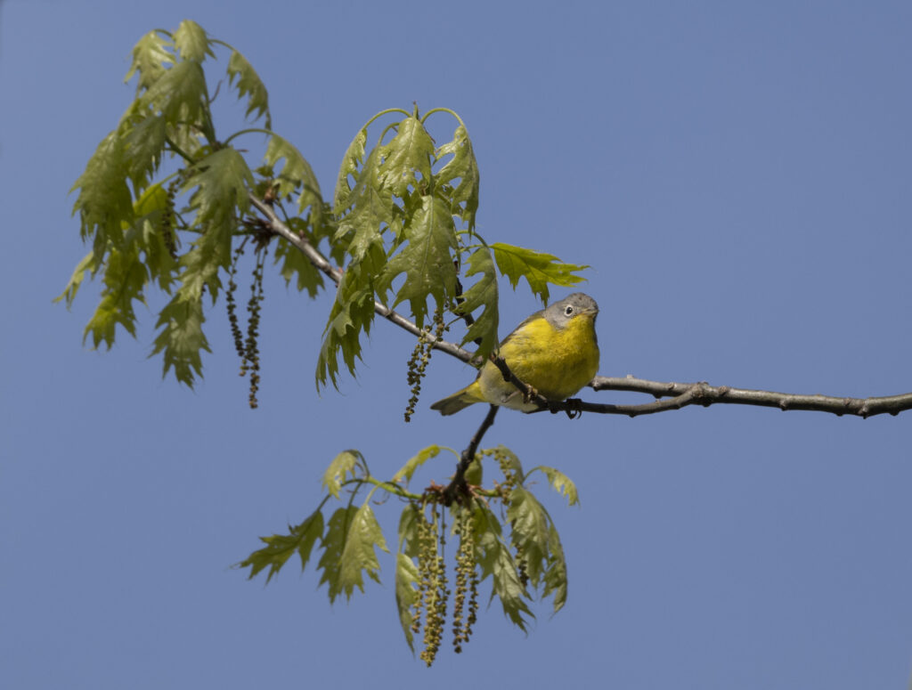 Nashville Warbler
