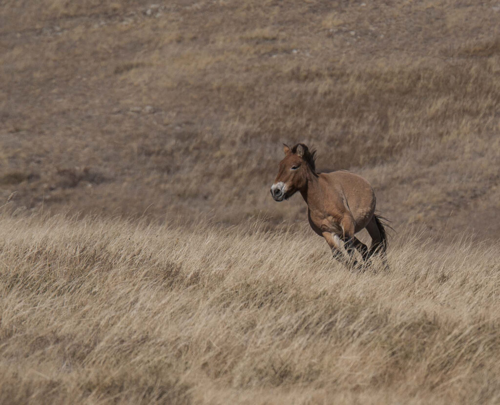 Przewalskis horse in Mongolia