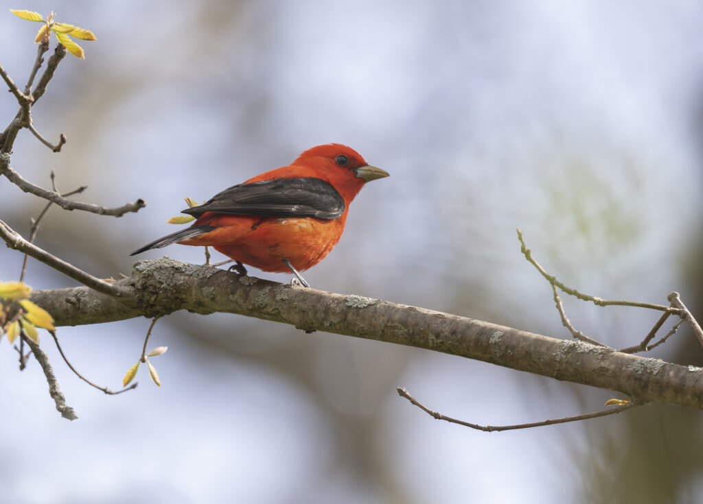 Scarlet Tanager