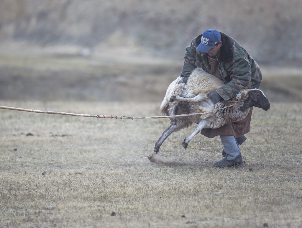 Mongolia herder with sheep
