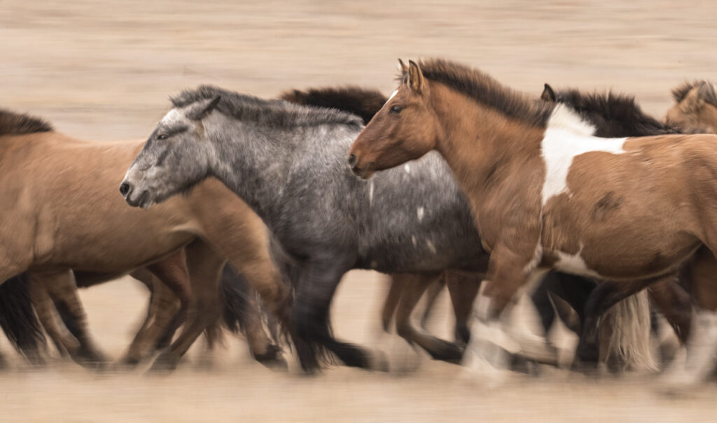 Mongolia horses in Hustai National Park motion blur