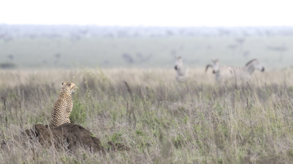 Cheetah on termite mound watches its zebra prey.