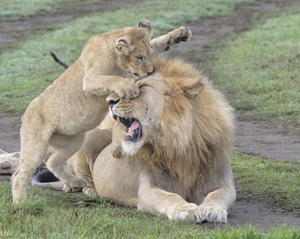 lion cub and male lion