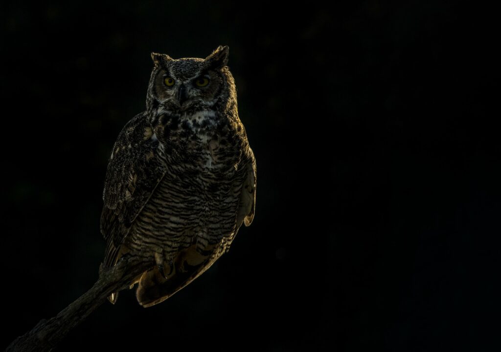 owl with rim lighting