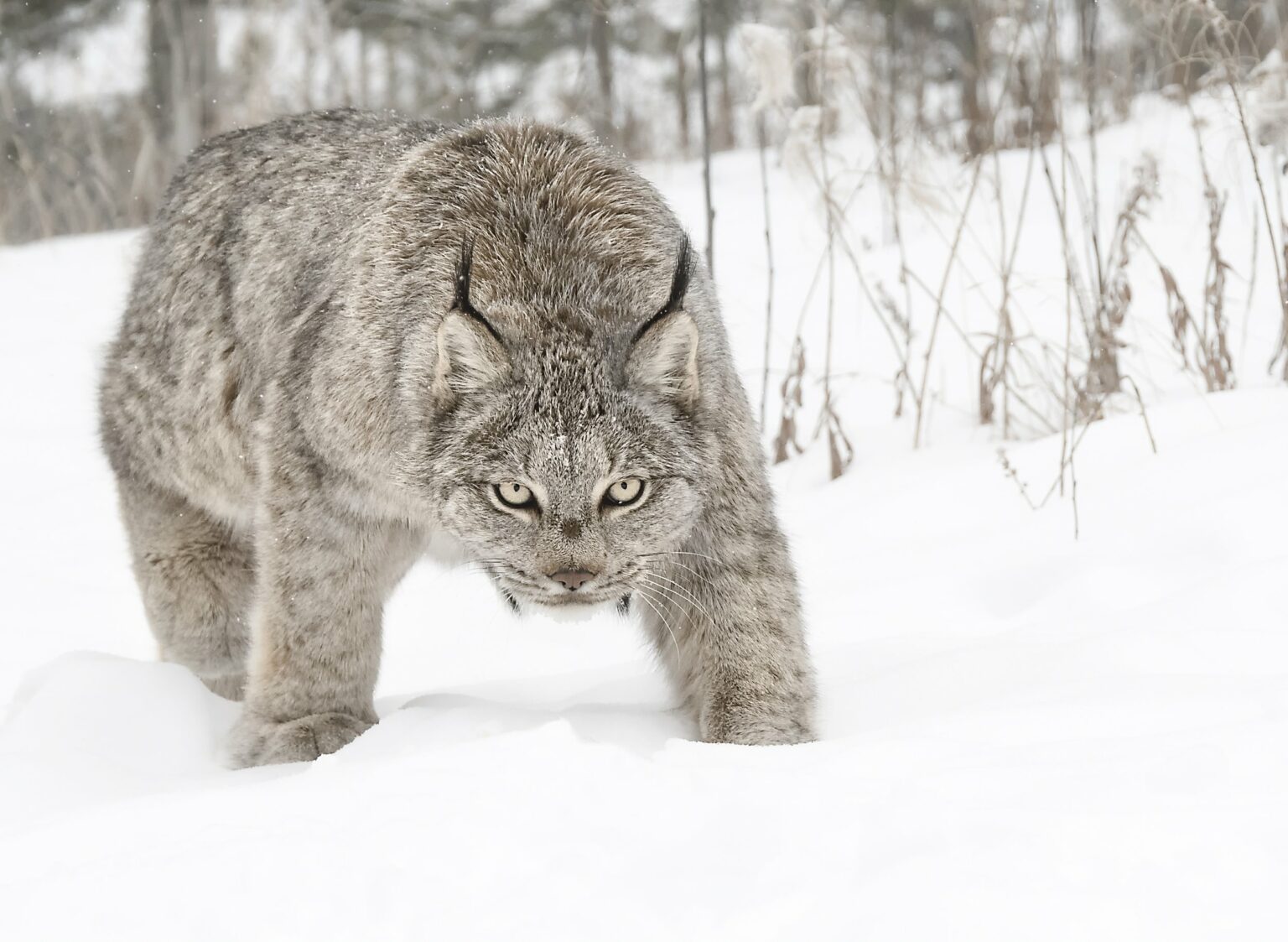 Canada lynx