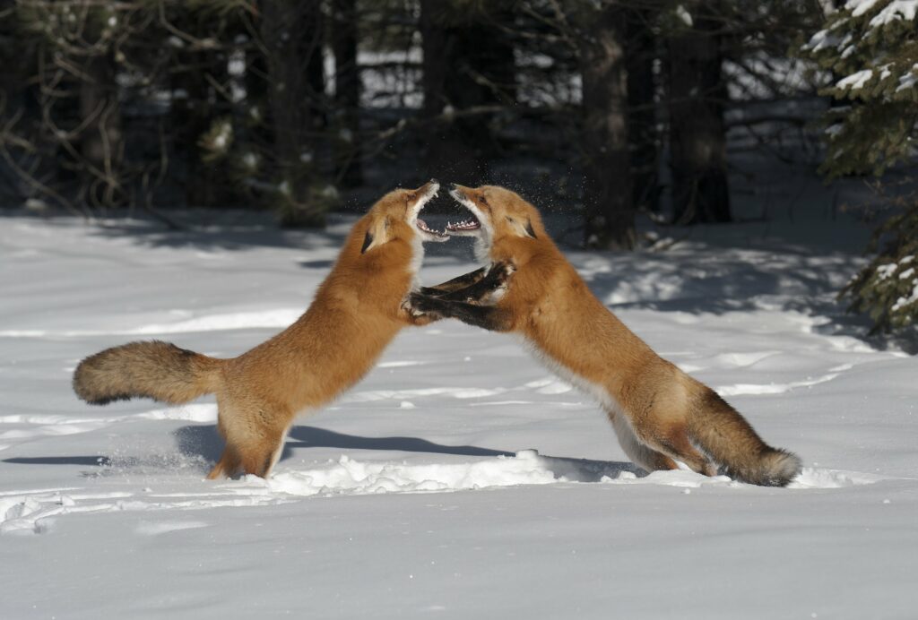 two foxes fighting