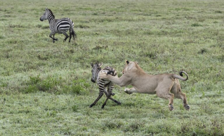 lion chasing zebra in Tanzania