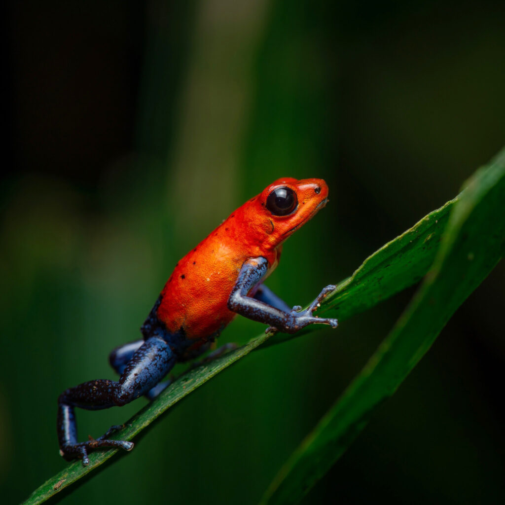 Strawberry blue jeans poison frog