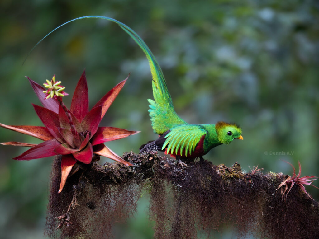 Resplendent quetzal on limb