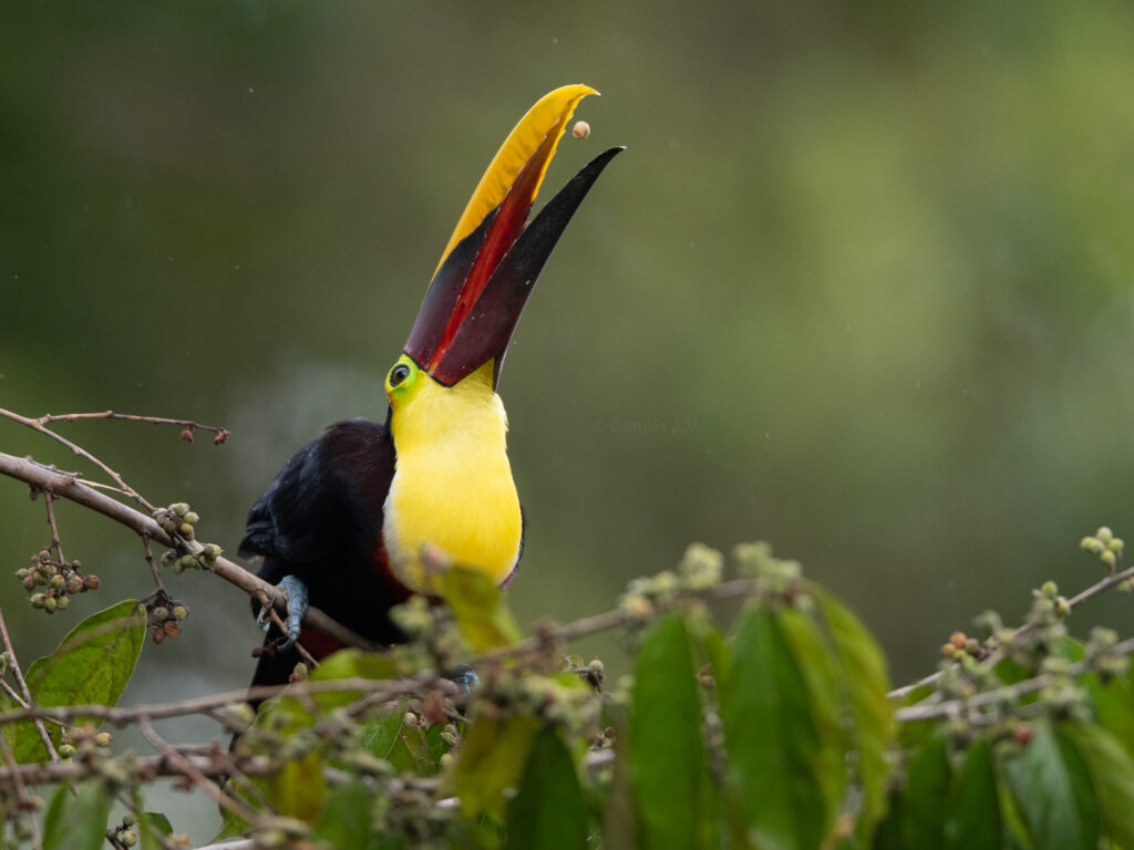 Yellow-throated toucan (Ramphastos ambiguus)