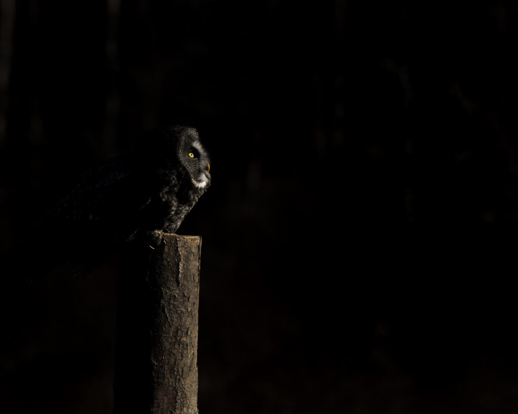 Great Grey Owl (Strix nebulosa)