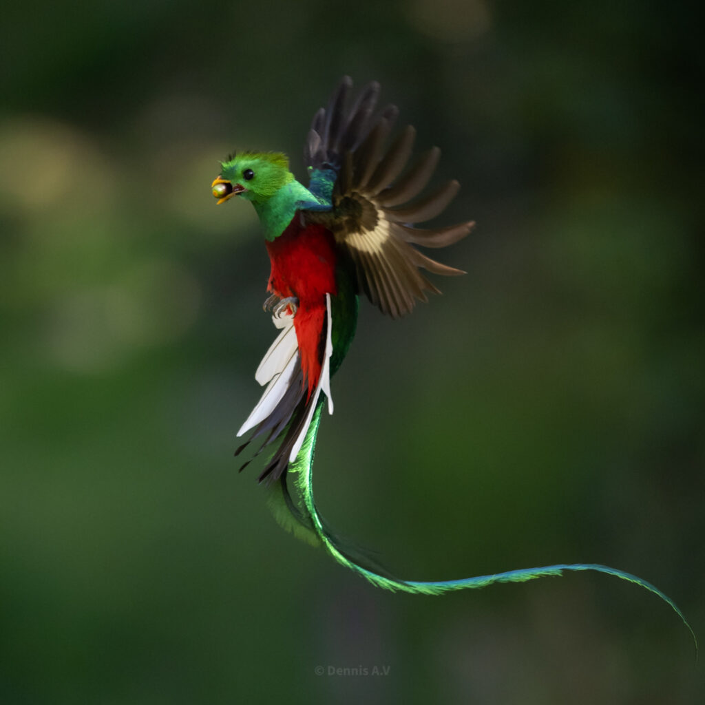Resplendent quetzal in flight