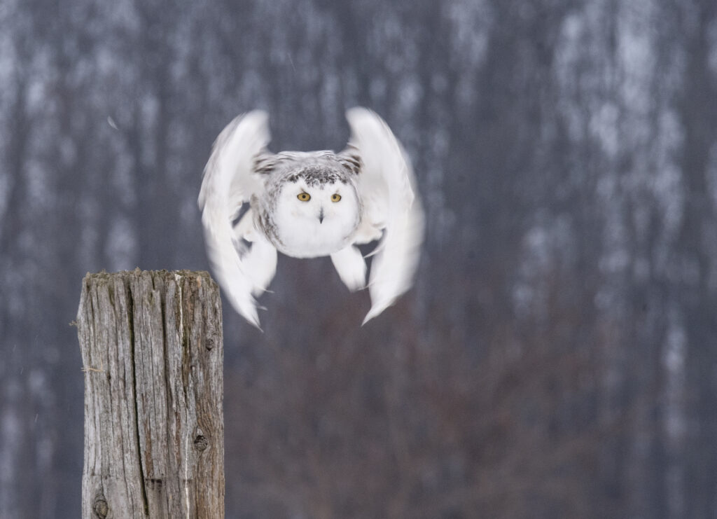 Snowy Owl