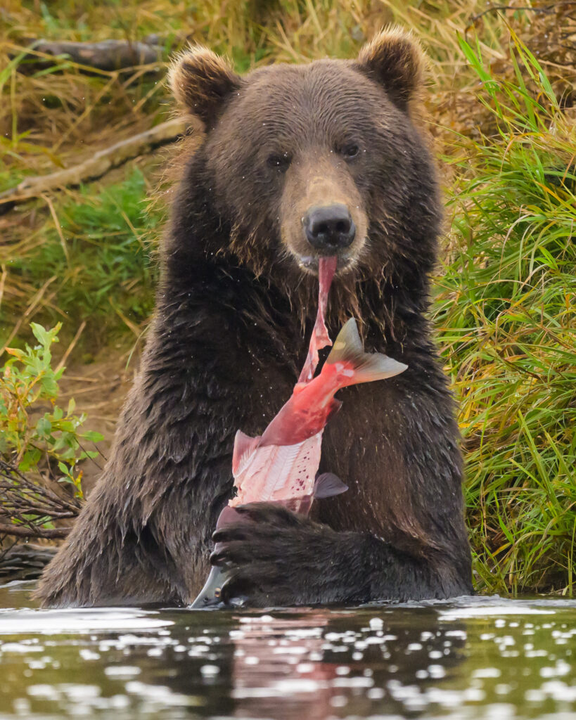 Brown bear eating a sockeye salmon